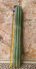 Pachanoi, San🌵Pedro