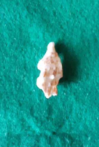 Ciondolo ecologico conchiglia - ecologico,