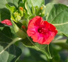 60 graines BELLE DE NUIT