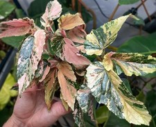 80002860 Begonia Giny Galaxy