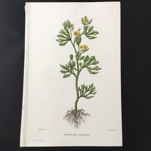 Incisione xix botanica - incisione,