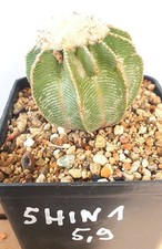Aztekium hintonii, D = 5,9 cm