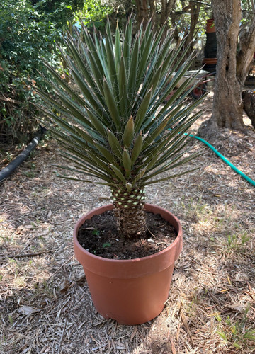 Yucca filifera pianta da - -,