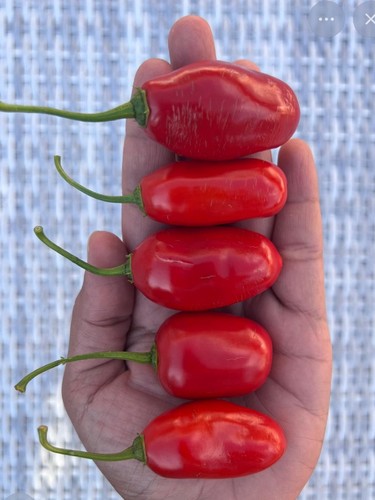 10x semi peperoncino - 10x, peruviano
