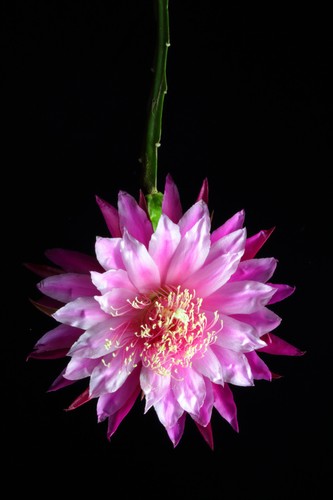 Epiphyllum epicactushybride - epiphyllum,