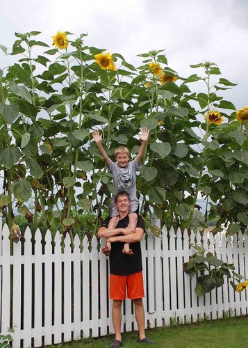Semi girasole gigante - 30,