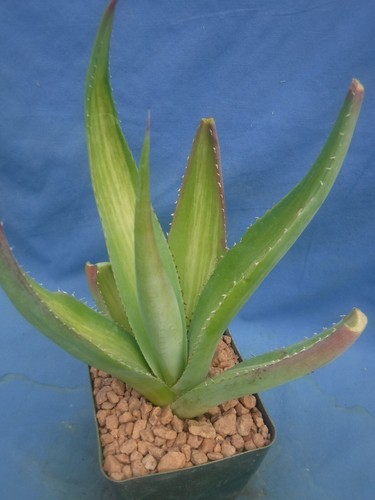 Agave guiengola jailhouse - agave, "jailhouse