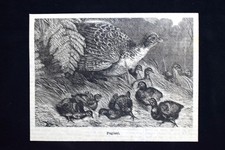 Fagiani Incisione del 1886