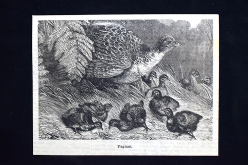 Fagiani incisione del 1886 - incisione,