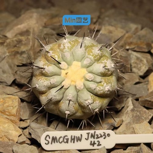 Copiapoa cinerea - 7,1, cm