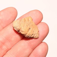 Ankylosaurus Scute Fossile di