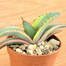 Agave titanota White ice f