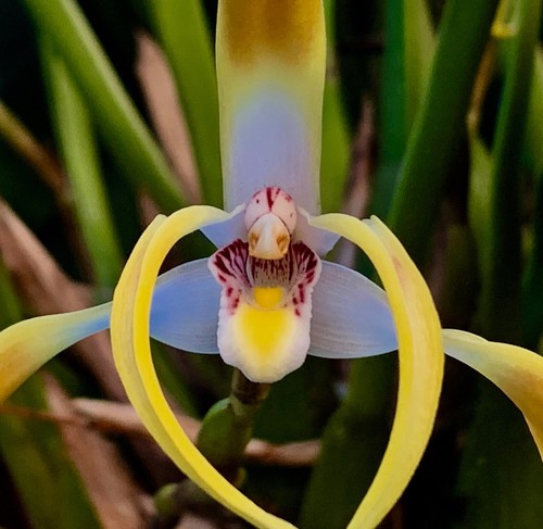 Maxillaria species tricolore - maxillaria, 'tricolore