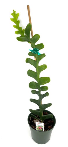Giant fishbone cactus - giant,