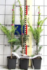Cedrus deodara "Aurea" - cedro