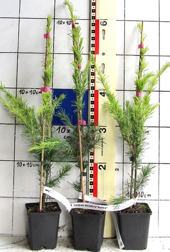 Cedrus deodara aurea - cedrus, "aurea"
