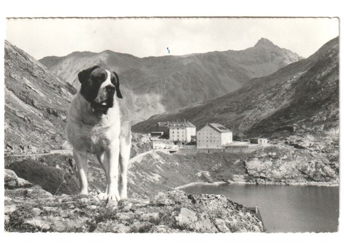 1962 cartolina fotografica