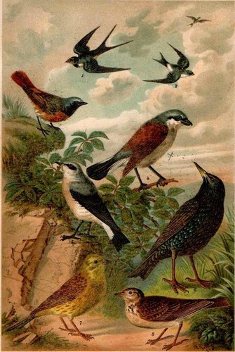 1898 antica cromolitografia - antica,