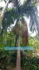 5 Fresh seeds of Bentinckia nicobarica - Rare Palm Fruit