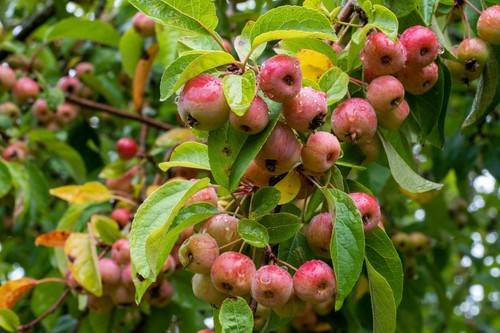 Semi mela selvatica malus - mela,