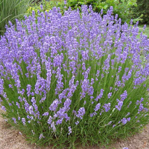 Sementi semi lavanda pianta - lavanda,