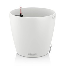 Lechuza Classico Colore