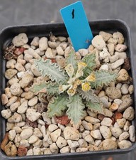 Rara decorazione giardino