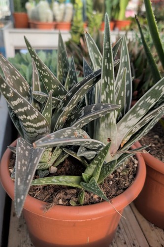 Pianta vera aloe variegata - di,