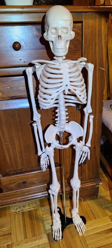 Modello anatomico scheletro - modello,