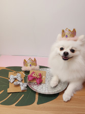 Set accessori per cani dolci