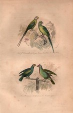 Stampa antica PAPPAGALLI PARROCCHETTO CODALUNGA ecc. Buffon 1853 Antique print