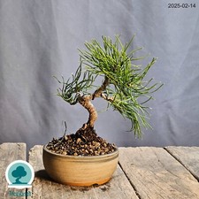 Bonsai Pinus Mugo Prebonsai di