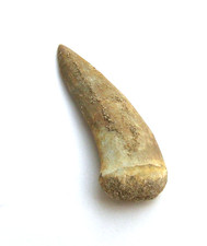 Enchodus lybicus dente dal