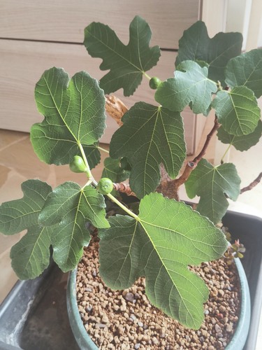 Bonsai ficus carica - ficus,