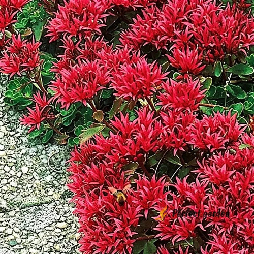 Semi phedimus spurius sedum - 20,