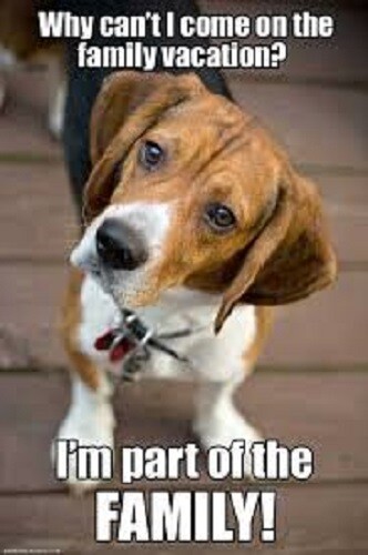 Funny beagle magnete - funny,