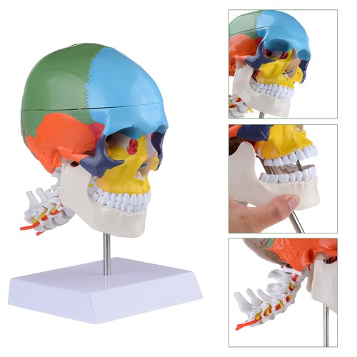 Modello testa teschio pvc - testa,