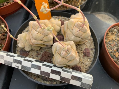 239 crassula alstonii wysiwyg - crassula,