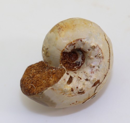 Ammonite aspidoceras - ammonite,,
