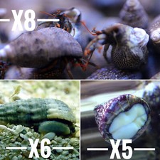 ✅Pack Pulitori Detritivori