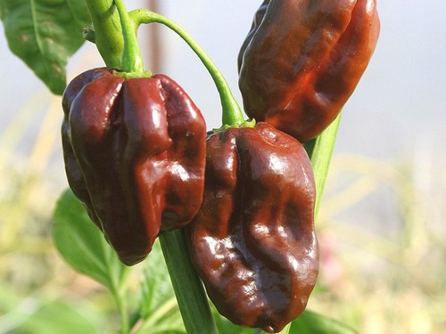 Semi peperoncino - 20,