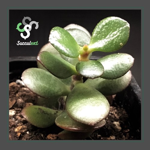 Suculenta crassula - cm, suculenta🌵crassula