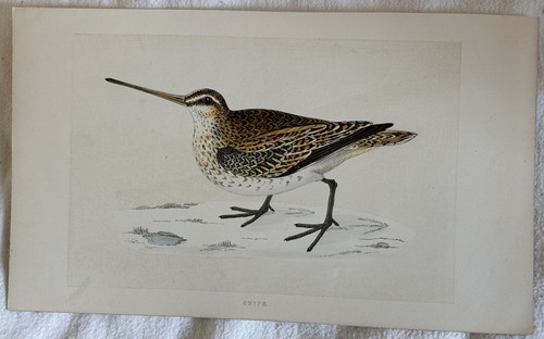 Snipe beccaccino uccelli - beccaccino,