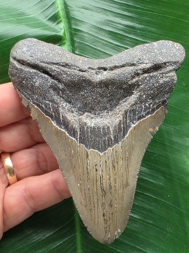 Dente forma pugnale del - pugnale,