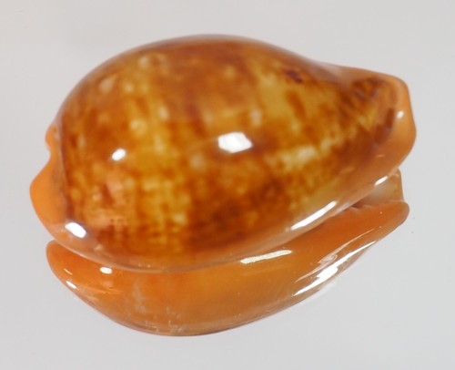 Cypraea pyrum great - cypraea,