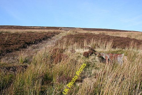 Photo 6x4 grouse butts - grouse,