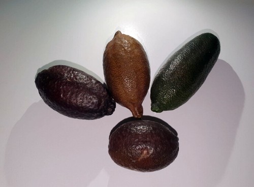 Finger lime fruits caviale - lime,