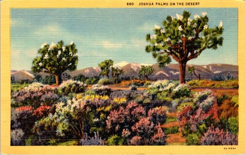 1933 joshua palms desert - joshua,