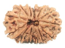 Gauri Shankar Ganesh Rudraksha