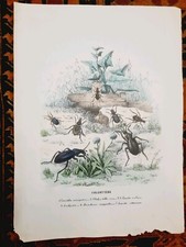 ENTOMOLOGIA INSETTI CARABIDI